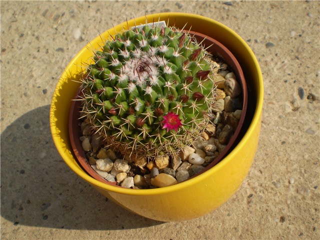 kaktus